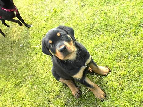 Rottweiler Toffi billede 7
