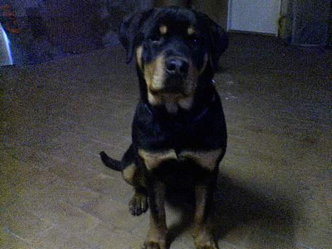 Rottweiler Toffi billede 8