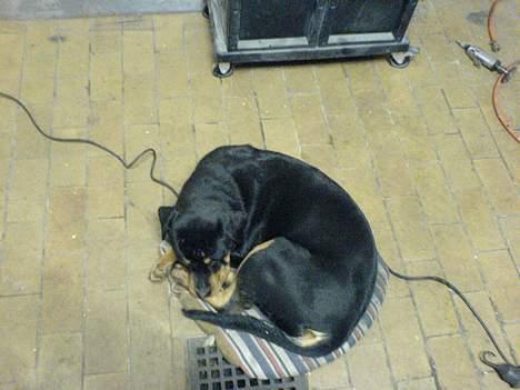 Rottweiler Toffi - ligger og passer på fars værksted billede 9