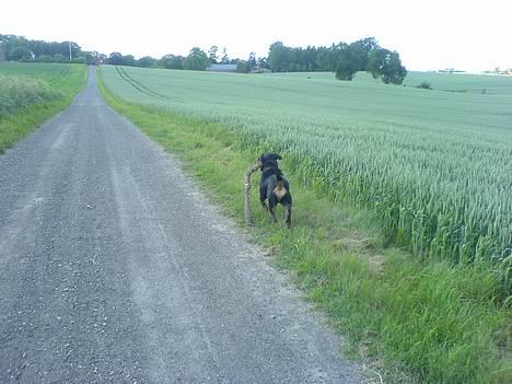 Rottweiler Toffi - far, faaar. Se hvad jeg har fundet, en telefonpæl. billede 10