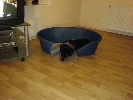 Rottweiler Toffi - og hvor er det træls med den lampeskærm.... :"kan du ikke tage den af far" billede 11