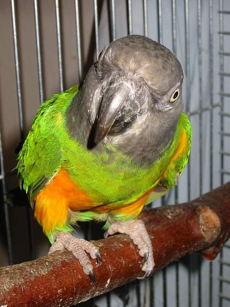 Blanding af racer Freia RIP - Mogens Egon Fytte Gregorius Gøje billede 13