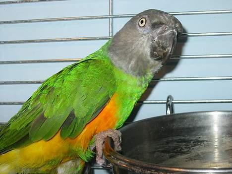 Blanding af racer Freia RIP - Senegal Papegøje billede 14