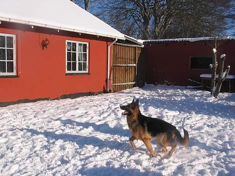 Schæferhund Sonto´s  Kira  (pensionist ) - endnu en dejlig snevejrs dag 260106 billede 6