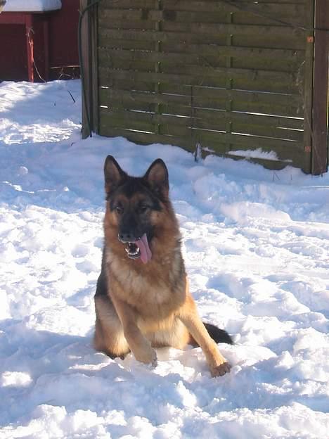 Schæferhund Sonto´s  Kira  (pensionist ) - Smukke Kira  den 260106 billede 7