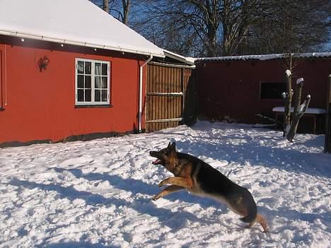 Schæferhund Sonto´s  Kira  (pensionist ) - Kira i fuld firspring 260106 billede 8