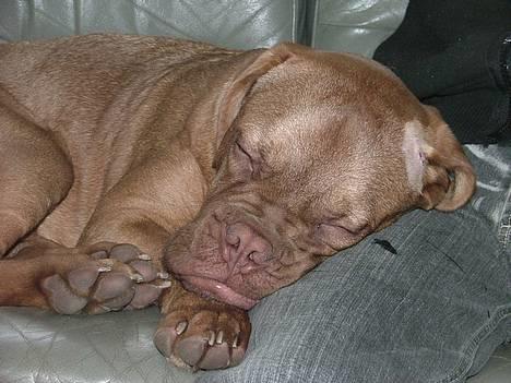 Dogue de bordeaux Armani - Armani 3 mdr gammel.. Man trænger til et lille hvil når man har drønet rundt i haven det meste af dagen  billede 1