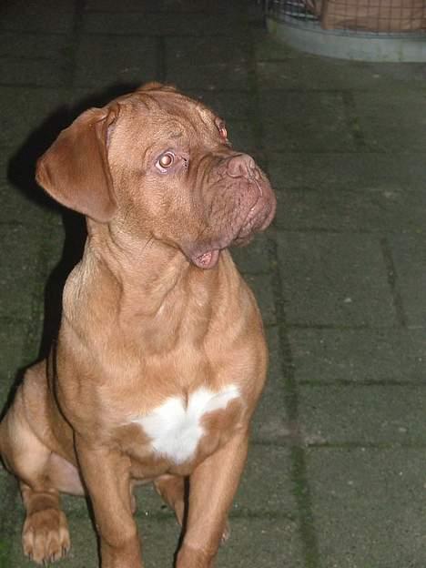 Dogue de bordeaux Armani - Armani 4 mdr gammel.  billede 2