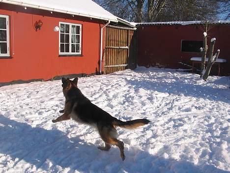 Schæferhund Sonto´s  Kira  (pensionist ) - Kira efter snebold 260106 billede 9