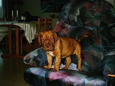 Dogue de bordeaux Armani - Armani 8 uger.  billede 3