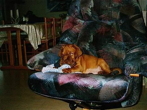 Dogue de bordeaux Armani - Armani har allerede overtaget husets lænestol. 8 uger gammel billede 4