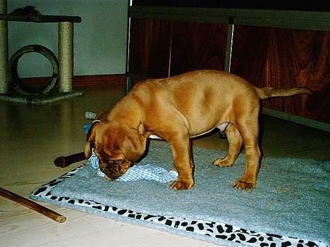Dogue de bordeaux Armani - Armani 8 uger gammel.  billede 5
