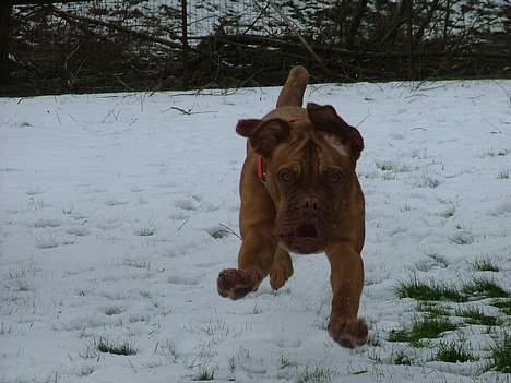 Dogue de bordeaux Armani - Pas påååå her kommer jeg :o) billede 6