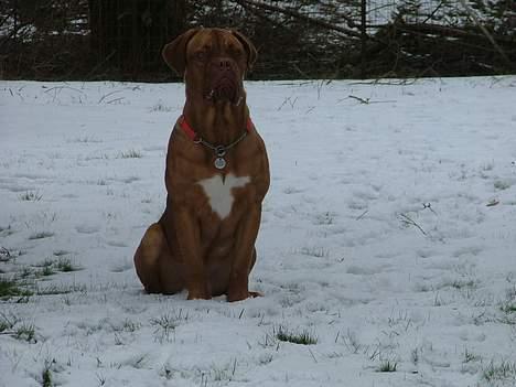 Dogue de bordeaux Armani - Armani 3 mdr gammel.  billede 7
