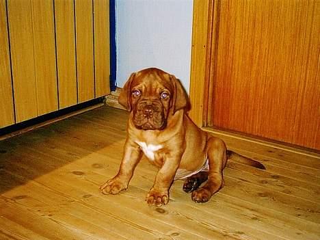 Dogue de bordeaux Armani - Armani 8 uger gammel og er lige kommet hjem. billede 8