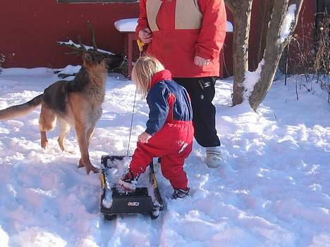 Schæferhund Sonto´s Galina (Pensionist ) - så skal Galina med på kælketur 260106 billede 12