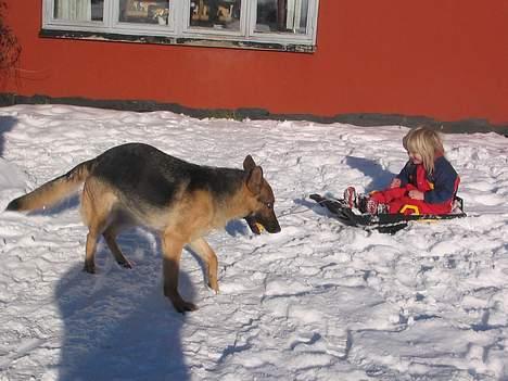 Schæferhund Sonto´s Galina (Pensionist ) - Galina vil trække Stella en tur :-) billede 13
