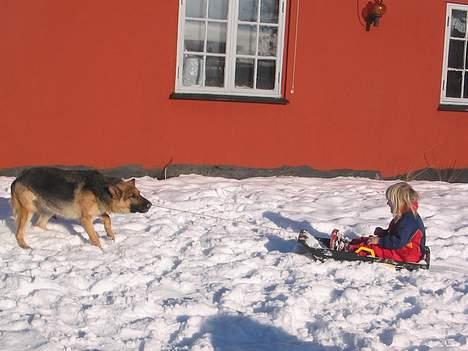 Schæferhund Sonto´s Galina (Pensionist ) - Galina trækker stella en lille tur på kælken 260106 billede 14