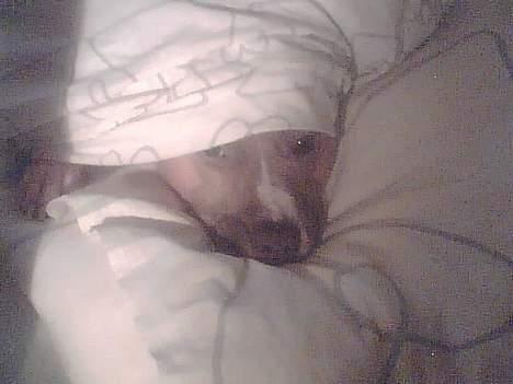 Amerikansk staffordshire terrier Foxy - Godmorgen Foxy...! billede 9