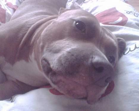 Amerikansk staffordshire terrier Foxy - Jeg ER lækker!!! billede 10