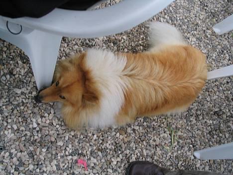 Collie langhåret Kali - min lille dejlige hund billede 1