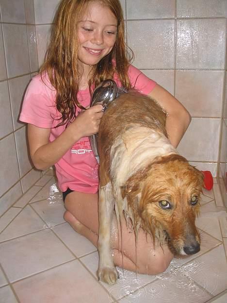 Collie langhåret Kali - iiih jeg gider ikk i bad!! hehe billede 2