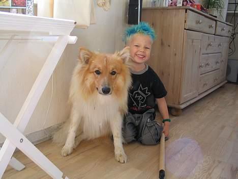 Collie langhåret Kali - kali og min lillebror-sommer billede 3