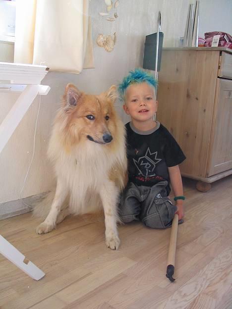 Collie langhåret Kali - stadig dem hehe ;-) billede 4