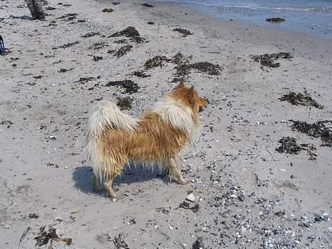 Collie langhåret Kali - hehe har lige været i havet en tur billede 5