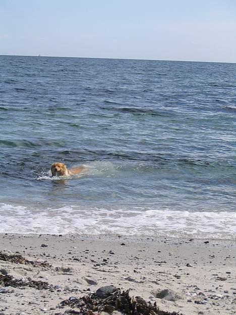 Collie langhåret Kali - wee-vand billede 6