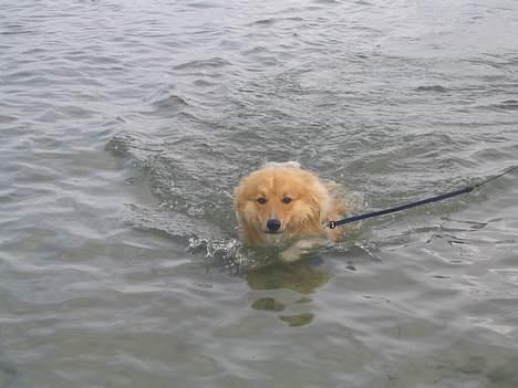 Collie langhåret Kali - svømmer lige en tur-sommer 2005 samsø billede 7