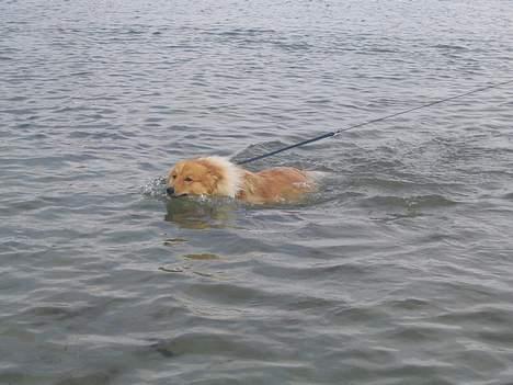 Collie langhåret Kali - stadig samsø billede 8
