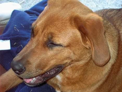 Blanding af racer lady! billede 2