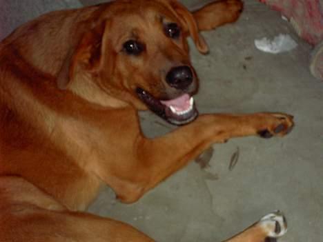 Blanding af racer lady! billede 3