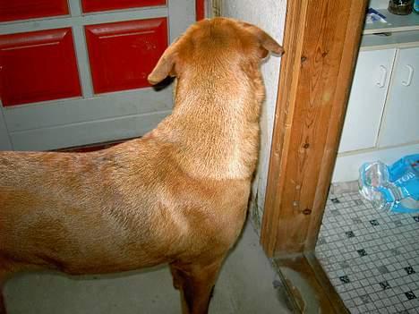 Blanding af racer lady! billede 4