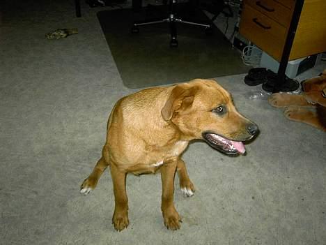 Blanding af racer lady! billede 5