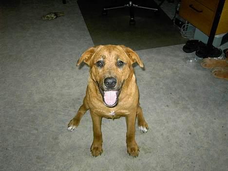 Blanding af racer lady! billede 6