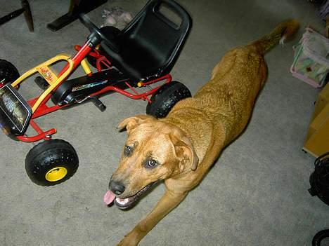 Blanding af racer lady! billede 7