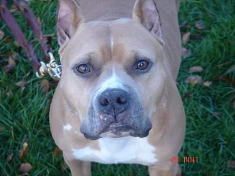 Amerikansk staffordshire terrier Nadia   *R.I.P.* - Smukke smukke Nadia! billede 10