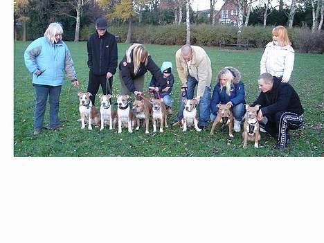 Amerikansk staffordshire terrier Nadia   *R.I.P.* - Nadia`s hvalpe ca. Et halvt år gamle! Mangler kun èn. billede 11