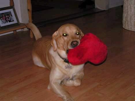 Labrador retriever Diesel (fars hund) - Diesels mand Dumle som hun har 6 børn med. 3 gule og 3 sorte! billede 13