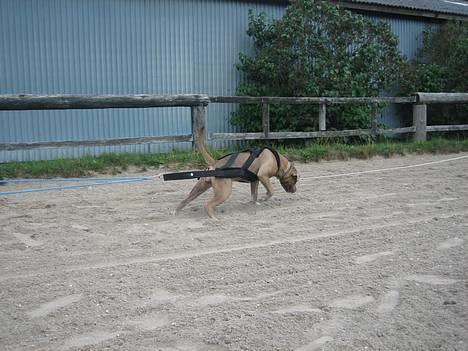 Blanding af racer zoey - leg i snen er altid godt -s- billede 18