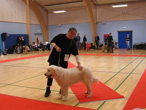 Polski owczarek podhalanski Gazdzina Mala Dolina - Athene og Trine i Køge 11.03.2007 til vores første udstilling i KHKG billede 4