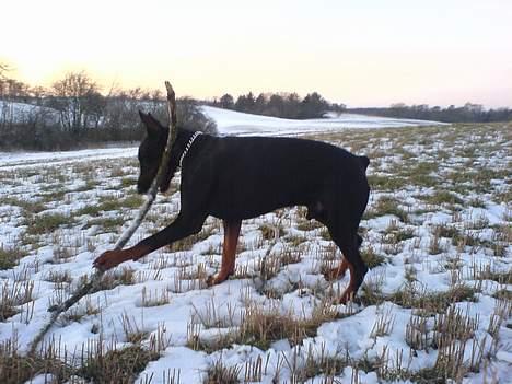 Dobermann Nagan *død* - ja nu har jeg dig!og du skal med hjem! billede 18