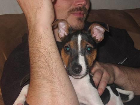Jack russell terrier eddie billede 1