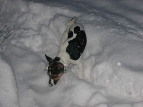 Jack russell terrier eddie billede 2