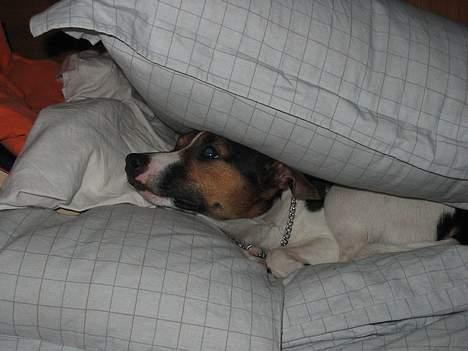 Jack russell terrier eddie billede 3