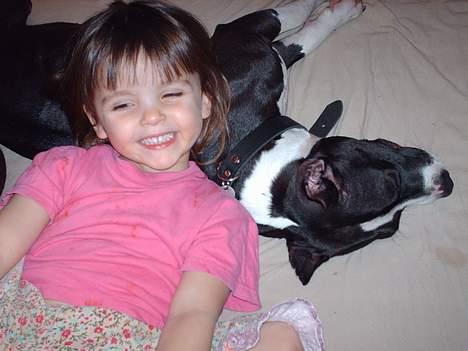 Amerikansk staffordshire terrier zally - børnevenlige hund billede 11