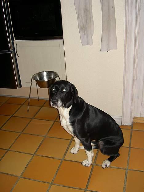 Blanding af racer R.I.P. Molly R.I.P. - 4) Molly inde i køkkenet. billede 4