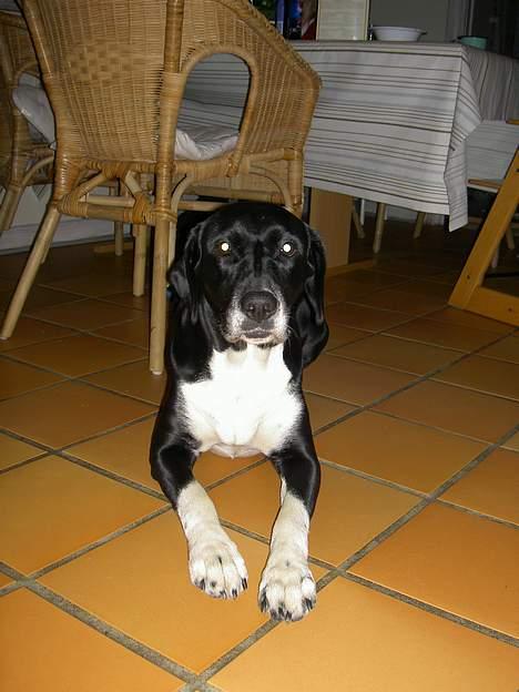 Blanding af racer R.I.P. Molly R.I.P. - 5) Molly inde i køkkenet.. billede 5
